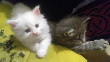 Deux chatons maine coon